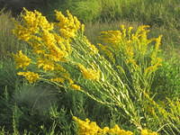 Goldenrod (Solidago altissima)