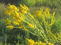 Goldenrod